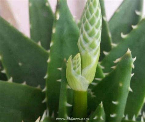 蘆薈開花代表什麼意思|【蘆薈開花代表什麼意思】蘆薈開花了！快來看看它代表什麼意思。